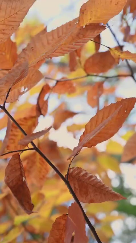 🕉️ Shirdi Sai Baba  Dwarkamai Hand Painting Canvas Reprint photo, Picture/Poster